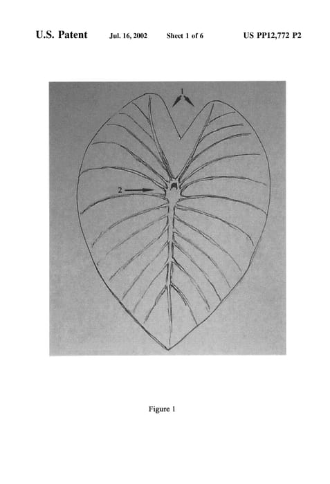 Figure 4 of US plant patent PP12772, the photograph of Pa'akala printed in the patent.