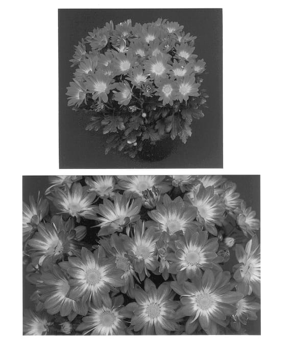 Figure 1 of US plant patent PP12773, the photograph of Spicy New Yoorleans printed in the patent.