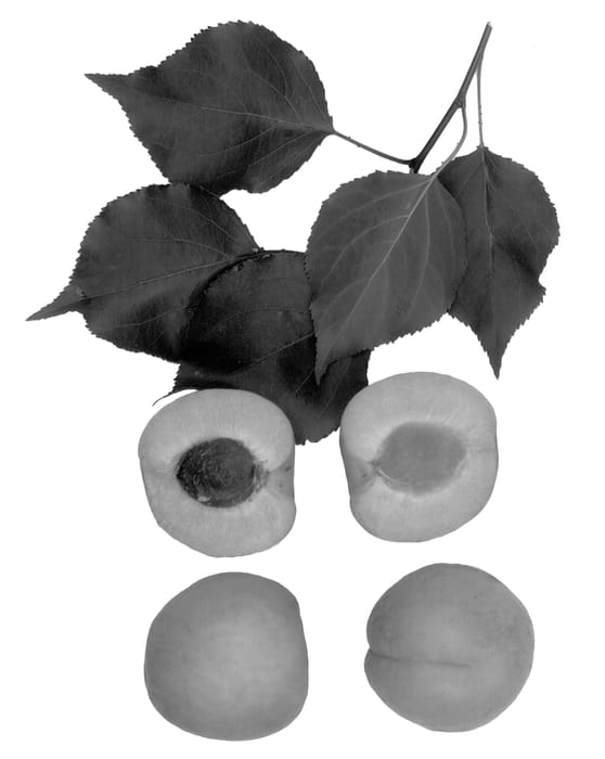 Figure 1 of US plant patent PP12774, the photograph of Tasty Rich printed in the patent.