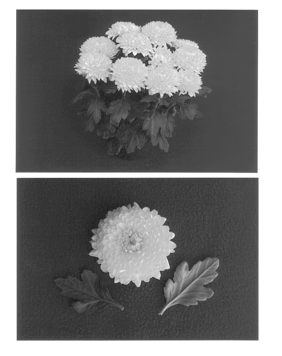Figure 1 of US plant patent PP12775, the photograph of Yohamilton printed in the patent.