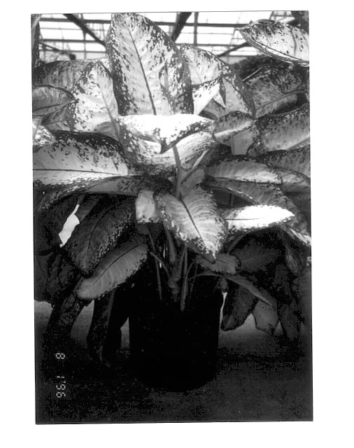 Figure 1 of US plant patent PP12776, the photograph of Hatsuko printed in the patent.