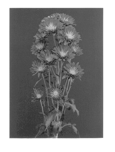 Figure 1 of US plant patent PP12777, the photograph of Red Suerte printed in the patent.