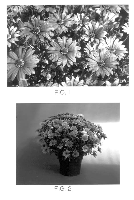 Figure 1 of US plant patent PP12778, the photograph of Kakegawa AU3 printed in the patent.