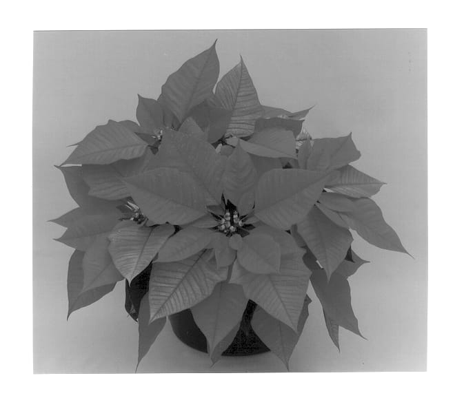 Figure 1 of US plant patent PP12779, the photograph of Eckadrian printed in the patent.