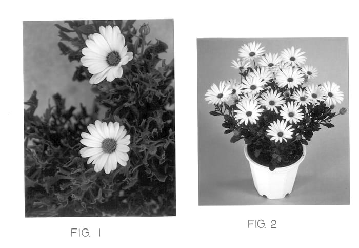 Figure 1 of US plant patent PP12780, the photograph of Kakegawa AU5 printed in the patent.