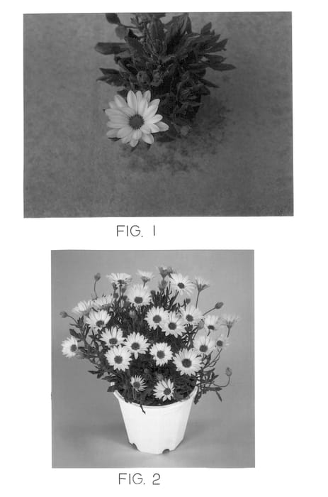 Figure 1 of US plant patent PP12781, the photograph of Kakegawa AU6 printed in the patent.