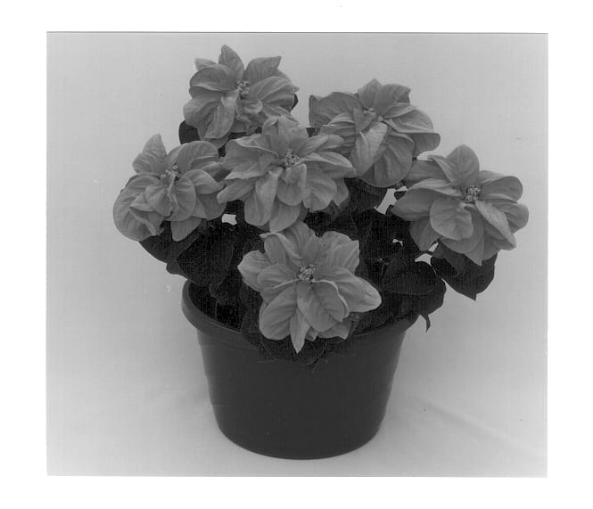 Figure 1 of US plant patent PP12782, the photograph of Eckaddis printed in the patent.