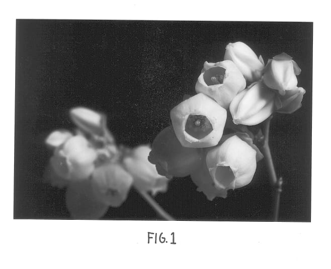 Figure 1 of US plant patent PP12783, the photograph of Windsor printed in the patent.