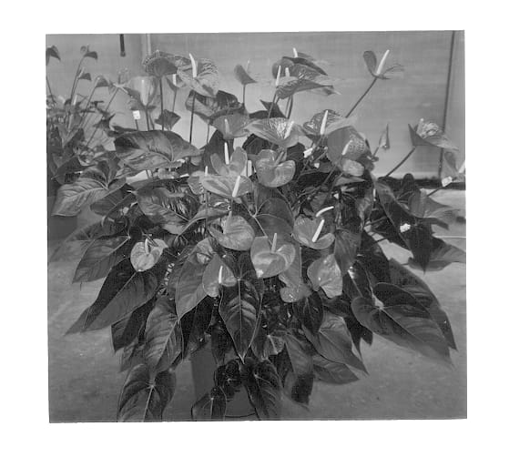 Figure 1 of US plant patent PP12784, the photograph of Red Angel printed in the patent.