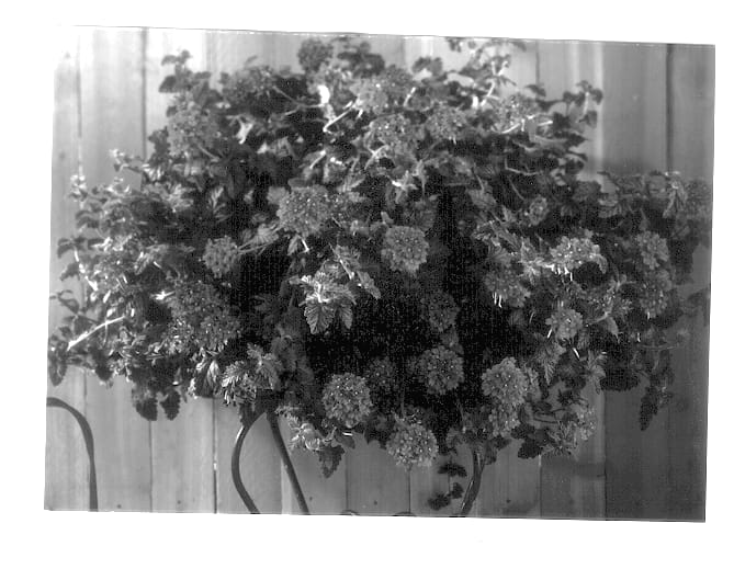 Figure 1 of US plant patent PP12785, the photograph of Balwilpuri printed in the patent.