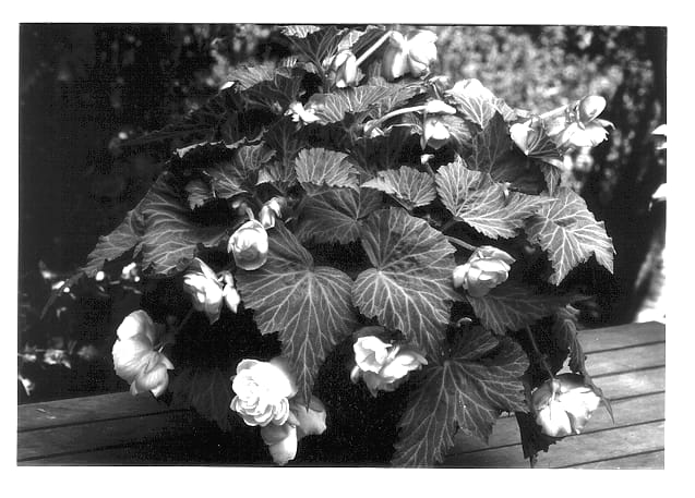 Figure 1 of US plant patent PP12786, the photograph of 77WL Peach printed in the patent.
