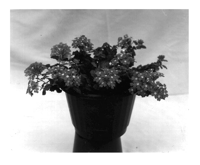 Figure 1 of US plant patent PP12787, the photograph of Balazlavi printed in the patent.