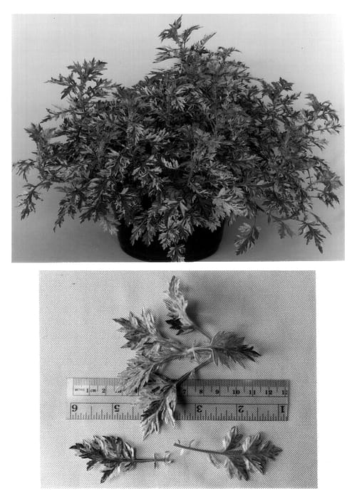 Figure 1 of US plant patent PP12788, the photograph of Oriental Limelight printed in the patent.