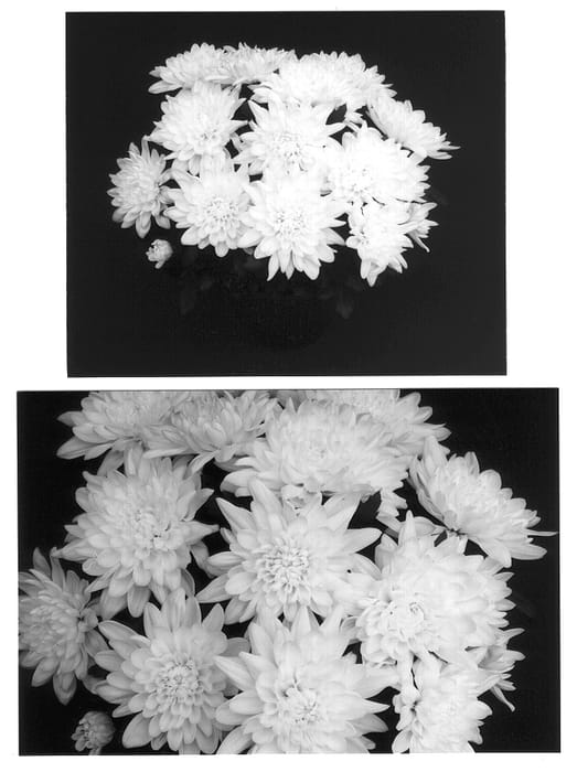 Figure 1 of US plant patent PP12789, the photograph of Yotrenton printed in the patent.