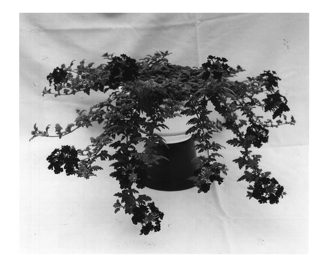 Figure 1 of US plant patent PP12790, the photograph of Balazplum printed in the patent.