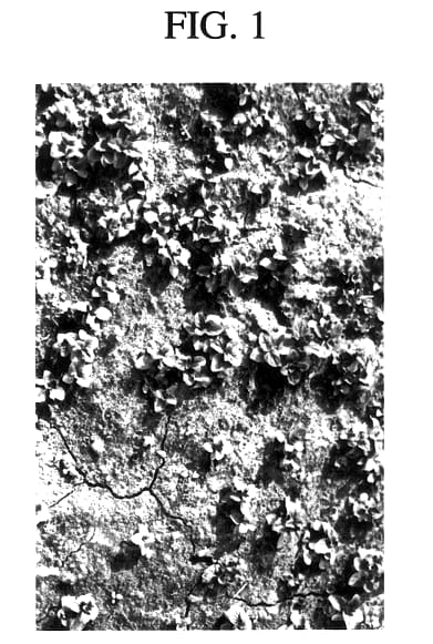 Figure 1 of US plant patent PP12791, the photograph of Damroo printed in the patent.
