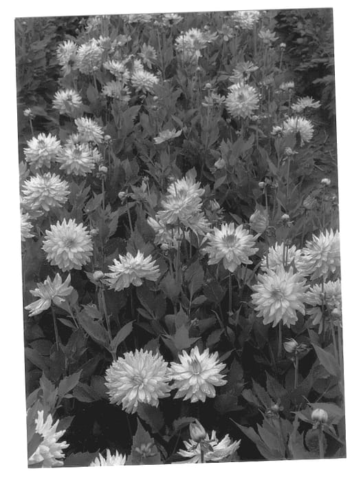 Figure 1 of US plant patent PP12792, the photograph of Melody Gipsy printed in the patent.