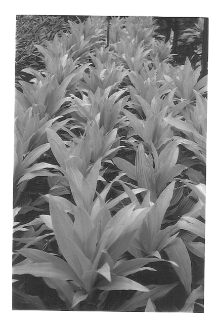 Figure 1 of US plant patent PP12793, the photograph of Limelight printed in the patent.