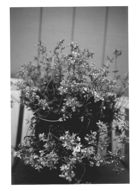 Figure 1 of US plant patent PP12794, the photograph of Penmys printed in the patent.