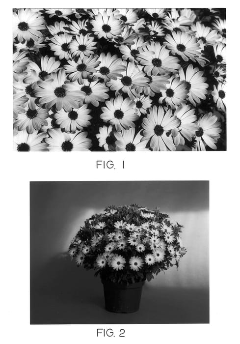 Figure 1 of US plant patent PP12795, the photograph of Kakegawa AU2 printed in the patent.