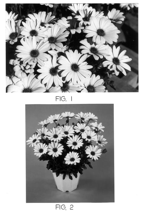 Figure 1 of US plant patent PP12796, the photograph of Kakegawa AU1 printed in the patent.