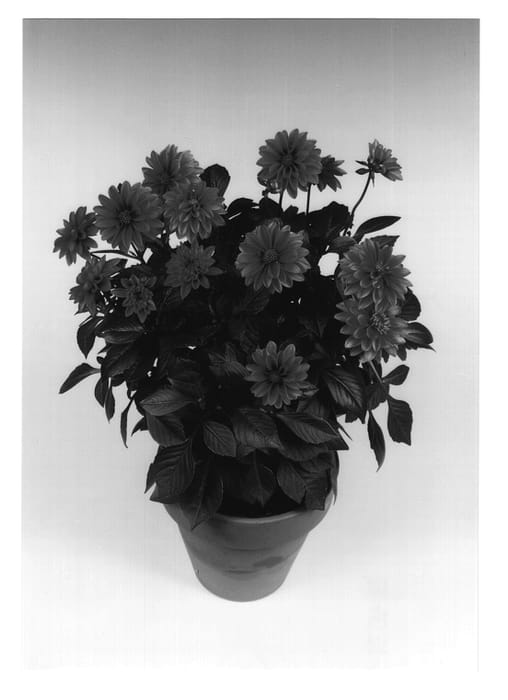 Figure 1 of US plant patent PP12797, the photograph of Rio Grande printed in the patent.