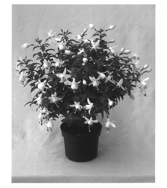 Figure 1 of US plant patent PP12798, the photograph of Kiewiwidiv printed in the patent.
