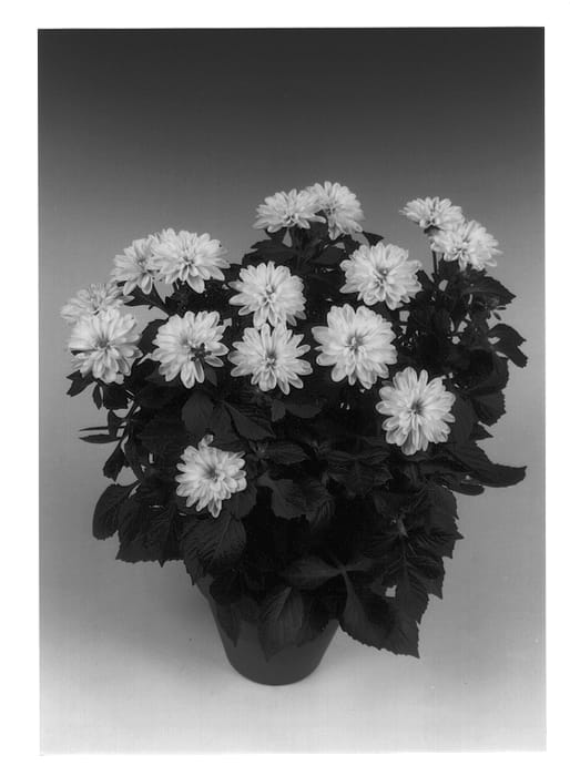 Figure 1 of US plant patent PP12799, the photograph of Pecos printed in the patent.