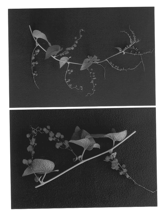 Figure 1 of US plant patent PP12800, the photograph of Colvey printed in the patent.
