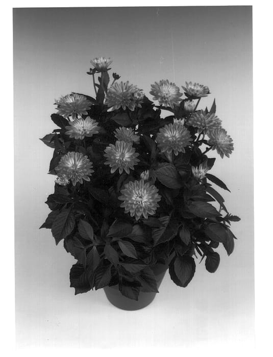 Figure 1 of US plant patent PP12801, the photograph of Jacqui printed in the patent.