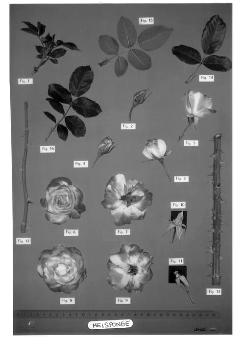Figure 1 of US plant patent PP12802, the photograph of Meisponge printed in the patent.