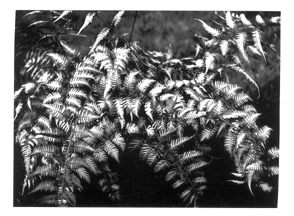 Figure 1 of US plant patent PP12803, the photograph of Silver Falls printed in the patent.