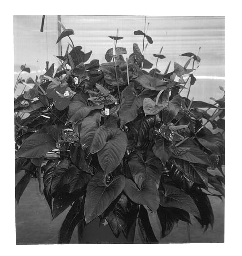 Figure 1 of US plant patent PP12804, the photograph of Lucky Leny printed in the patent.