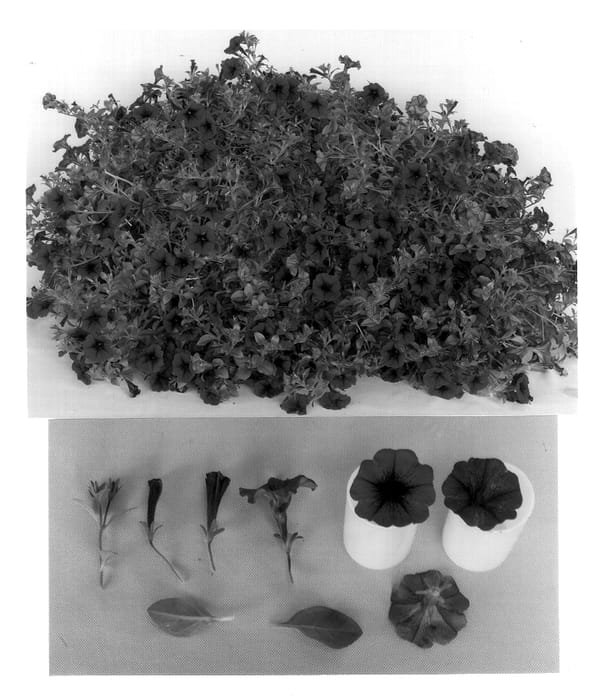 Figure 1 of US plant patent PP12805, the photograph of MP4 printed in the patent.