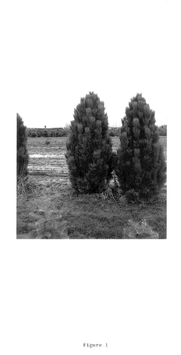 Figure 1 of US plant patent PP12806, the photograph of Teardrop printed in the patent.