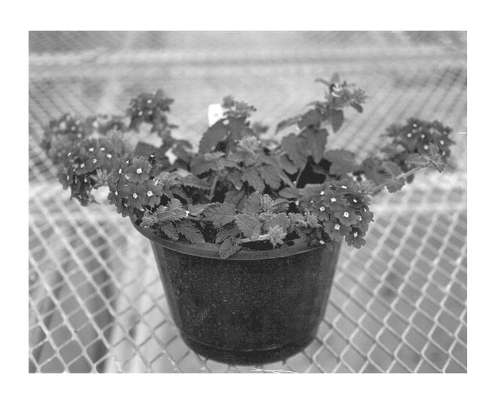 Figure 1 of US plant patent PP12807, the photograph of Balazdapi printed in the patent.