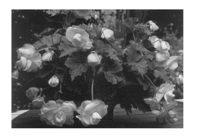 Figure 1 of US plant patent PP12808, the photograph of 77KL Sunrise printed in the patent.