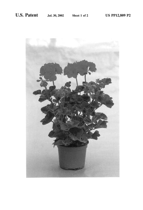 Figure 3 of US plant patent PP12809, the photograph of Guicherry printed in the patent.