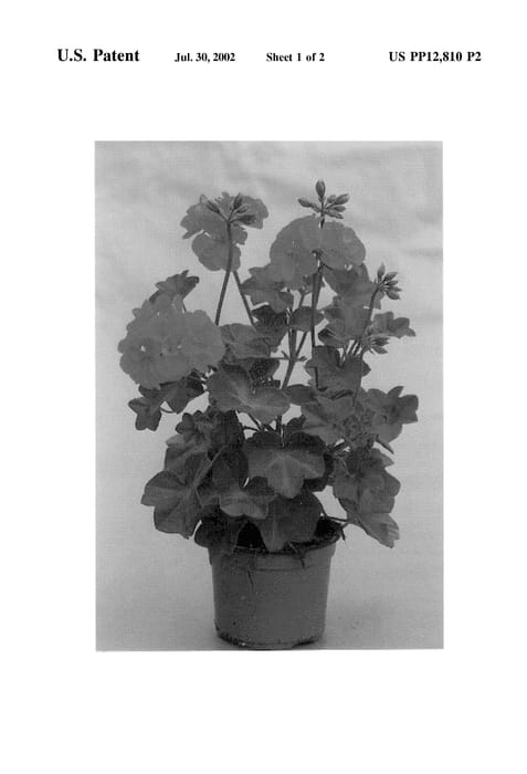 Figure 3 of US plant patent PP12810, the photograph of Guinost printed in the patent.