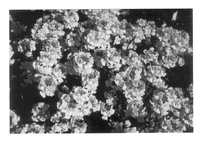 Figure 1 of US plant patent PP12811, the photograph of Pensug printed in the patent.