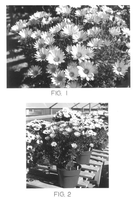 Figure 1 of US plant patent PP12812, the photograph of Kakegawa AU4 printed in the patent.