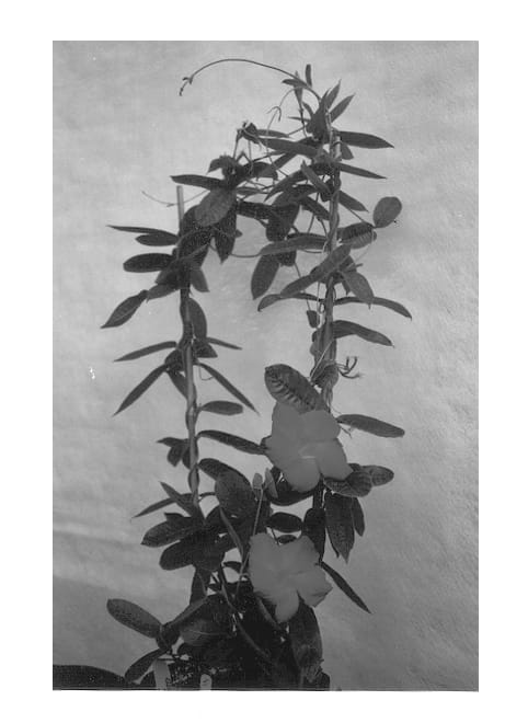 Figure 1 of US plant patent PP12813, the photograph of Red Velvet Petite printed in the patent.