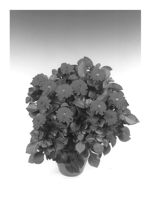 Figure 1 of US plant patent PP12814, the photograph of Fuerte printed in the patent.