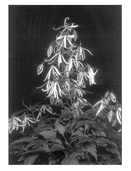 Figure 1 of US plant patent PP12815, the photograph of Beautiful Trust printed in the patent.