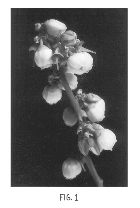 Figure 1 of US plant patent PP12816, the photograph of Millennia printed in the patent.
