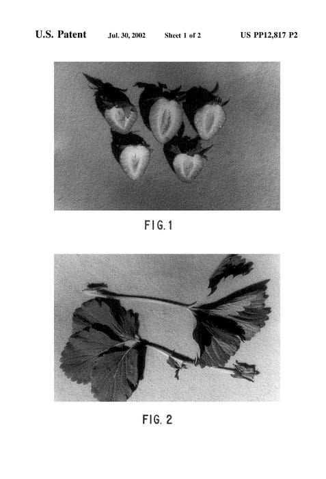 Figure 5 of US plant patent PP12817, the photograph of Marathon printed in the patent.