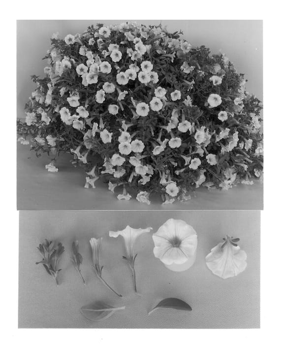Figure 1 of US plant patent PP12818, the photograph of MP21 printed in the patent.
