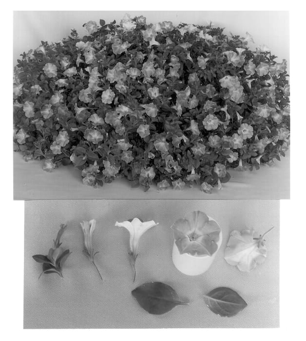 Figure 1 of US plant patent PP12819, the photograph of MP7 printed in the patent.
