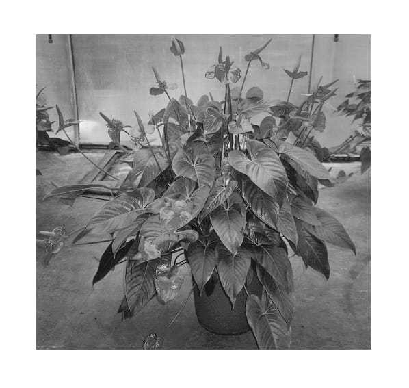 Figure 1 of US plant patent PP12820, the photograph of Red Miracle printed in the patent.