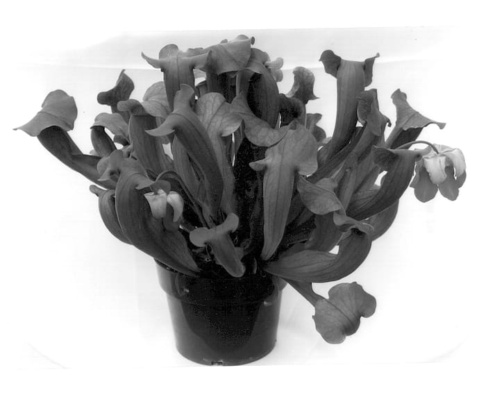 Figure 1 of US plant patent PP12821, the photograph of Cobra Nest printed in the patent.